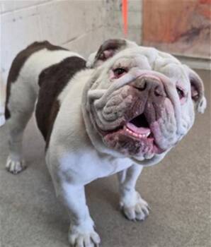 A595264 -  American Bulldog Dog for Adoption in San Bernardino, California - A595264 | PetCurious