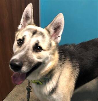 German Shepherd Dog Dogs Available for Adoption - LUPE | PetCurious