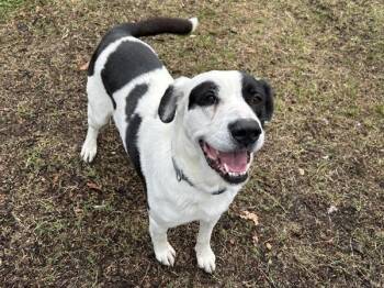 Labrador Retriever Dogs Available for Adoption - Nanner | PetCurious