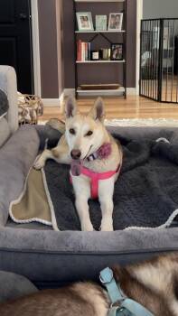 Rescue Husky Dogs for Adoption in Oriskany, New York - Valerie | PetCurious