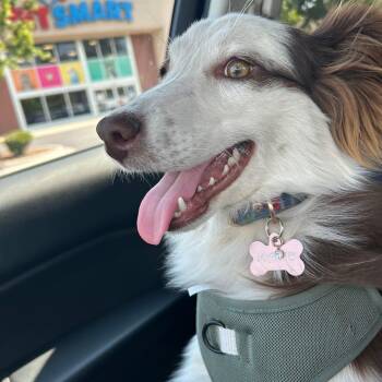 Australian Shepherd Dogs Available for Adoption - Maisie | PetCurious