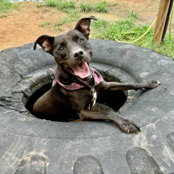 Rescue Black Labrador Retriever Dogs for Adoption in Austin, Texas - Grizelda | PetCurious