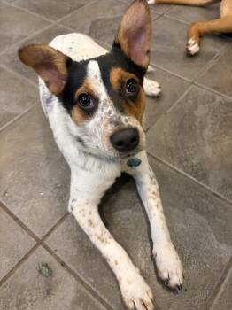 Ripper -  Australian Cattle Dog Blue Heeler Dog for Adoption - Ripper | PetCurious