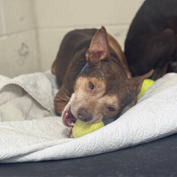 Chihuahua Dogs Available for Adoption - Robertson | PetCurious