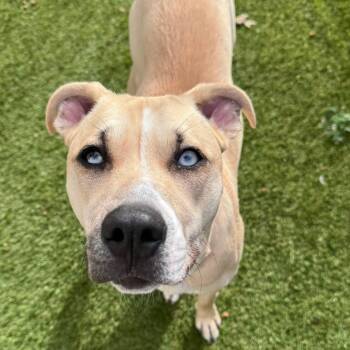 Scout -  Pit Bull Terrier Dog for Adoption in Krum, Texas - Scout | PetCurious