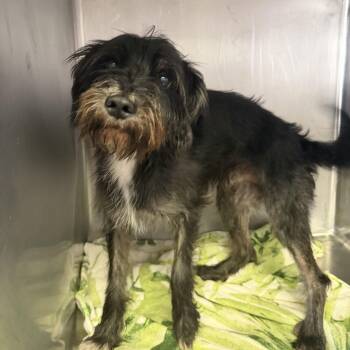 Rescue Schnauzer Dogs for Adoption in Northbrook, Illinois - Tagger Wagger | PetCurious