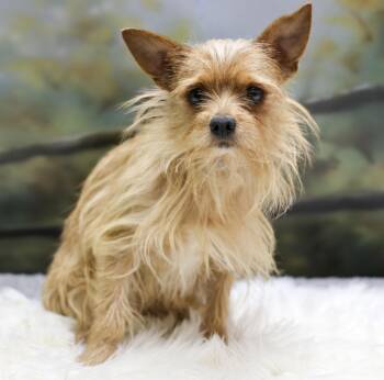 Boe -  Yorkshire Terrier Dog for Adoption in Casa Grande, Arizona - Boe | PetCurious