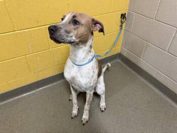 Rescue English Pointer and Pit Bull Terrier Dogs for Adoption in Colorado Springs, Colorado - GOOSE | PetCurious