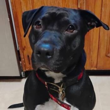 Staffordshire Bull Terrier Dogs Available for Adoption - Rocco | PetCurious