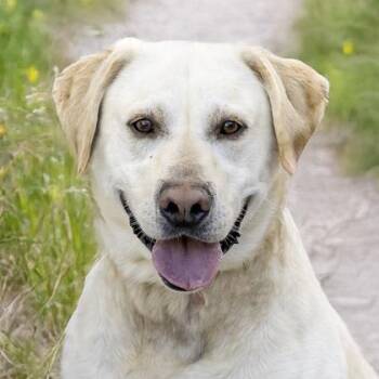 Labrador Retriever and Mixed Breed Dogs Available for Adoption in Camano, Washington - Buck | PetCurious