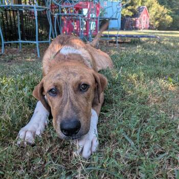 Okhan -  Hound Dog for Adoption in Wake Forest, North Carolina - Okhan | PetCurious