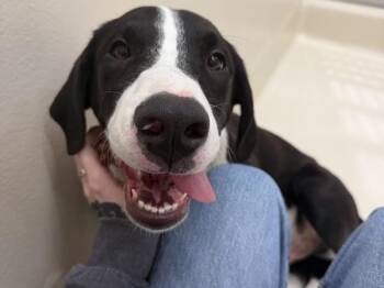 Zuke -  Labrador Retriever and Pit Bull Terrier Dog for Adoption in Portland, Oregon - Zuke | PetCurious