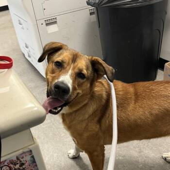 Venus -  Mixed Breed Dog for Adoption in Philadelphia, Pennsylvania - Venus | PetCurious