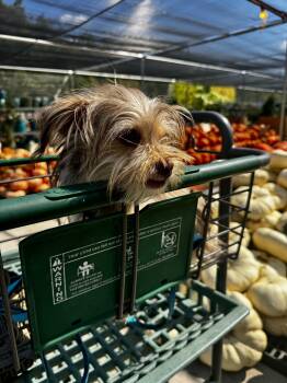 ZouZou -913 -  Shih Tzu Dog for Adoption in Dallas, Texas - ZouZou -913 | PetCurious