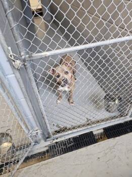 Rescue Mixed Breed Dogs for Adoption in Montclair, New Jersey - Bruno | PetCurious