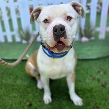 MR WORLDWIDE -  Pit Bull Terrier Dog for Adoption in Long Beach, California - MR WORLDWIDE | PetCurious