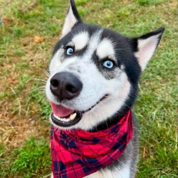 Texas -  Husky Dog for Adoption in Pittsburgh, Pennsylvania - Texas | PetCurious