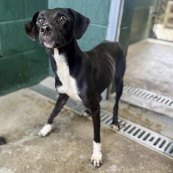 Venus -  Labrador Retriever and German Shorthaired Pointer Dog for Adoption in Carencro, Louisiana - Venus | PetCurious