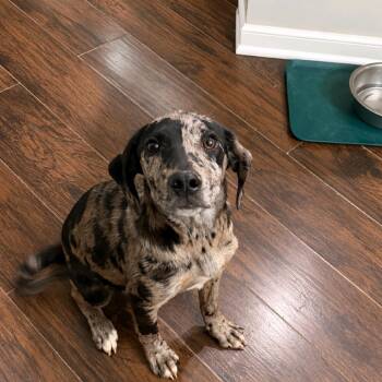Catahoula Leopard Dog Dogs Available for Adoption in Baton Rouge, Louisiana - Boudin | PetCurious