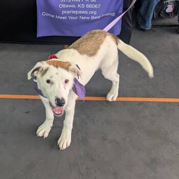 Mixed Breed Dogs Available for Adoption - Buck (fka Squash) | PetCurious