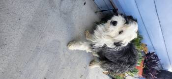 Rebate -  Aussiedoodle Dog for Adoption in Torrance, California - Rebate | PetCurious