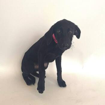 April -  Mixed Breed Dog for Adoption in Brentwood, Missouri - April | PetCurious