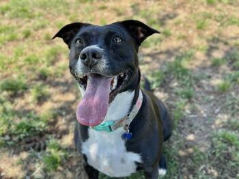 Rescue Labrador Retriever and Australian Cattle Dog Blue Heeler Dogs for Adoption in Bartlesville, Oklahoma - Olive | PetCurious