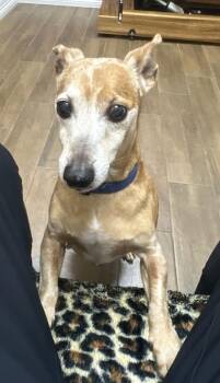 Dachshund Dogs Available for Adoption - Captain | PetCurious