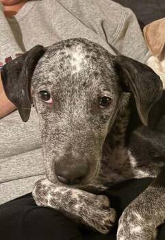 Moonlight -  Pointer Dog for Adoption - Moonlight | PetCurious