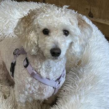 Poodle Dogs Available for Adoption - Lucas | PetCurious