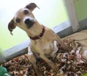 Mixed Breed Dogs Available for Adoption - Splish | PetCurious