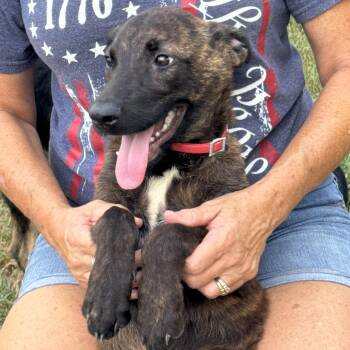 Tigger -  Plott Hound and Mixed Breed Dog for Adoption in Corpus Christi, Texas - Tigger | PetCurious