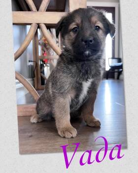 Mixed Breed Dogs Available for Adoption - Vada  | PetCurious