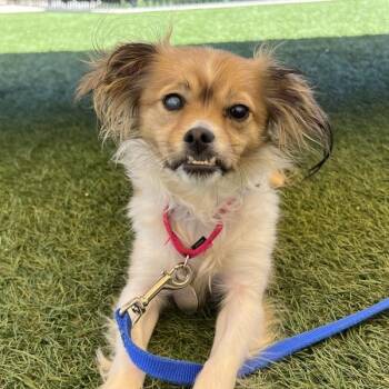 Spaniel Dogs Available for Adoption in Walnut Creek, California - Jane | PetCurious