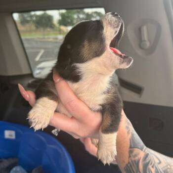 Java -  Spaniel and Mixed Breed Dog for Adoption in Midland, Texas - Java | PetCurious