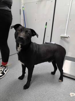 Labrador Retriever Dogs Available for Adoption - Roscoe | PetCurious