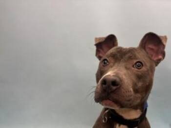 Noodle -  Pit Bull Terrier and Mixed Breed Dog for Adoption in Golden Valley, Minnesota - Noodle | PetCurious