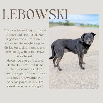Rescue Shepherd Dogs for Adoption in Junction City, Kansas - Lebowski | PetCurious