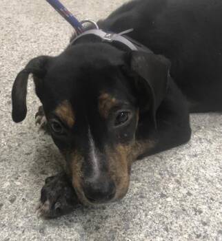 STELLA -  Plott Hound and Mixed Breed Dog for Adoption in Conroe, Texas - STELLA | PetCurious