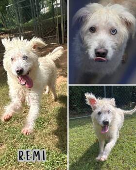 Remi -  Mixed Breed Dog for Adoption in Watertown, Wisconsin - Remi | PetCurious