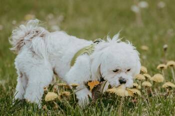 Shih Tzu Dogs Available for Adoption in Waunakee, Wisconsin - Rowdy Piper | PetCurious