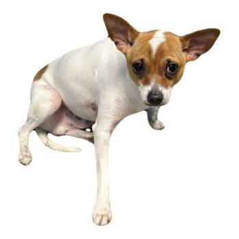Chihuahua Dogs Available for Adoption in Red Bluff, California - Thor | PetCurious