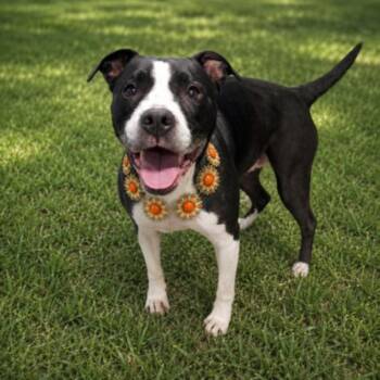 LOLA -  Pit Bull Terrier and Mixed Breed Dog for Adoption - LOLA | PetCurious