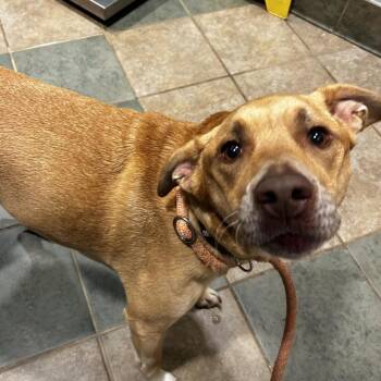 Mia -  Mixed Breed Dog for Adoption in Chattanooga, Tennessee - Mia | PetCurious
