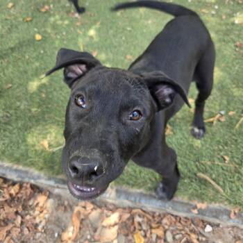 Seal Success -  Australian Cattle Dog Blue Heeler and Black Labrador Retriever Dog for Adoption in Andover, Massachusetts - Seal Success | PetCurious