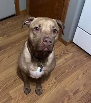 Rescue Terrier and Plott Hound Dogs for Adoption in Sheboygan, Wisconsin - Bo | PetCurious