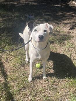 Nell -  Mixed Breed Dog for Adoption in Mishawaka, Indiana - Nell | PetCurious