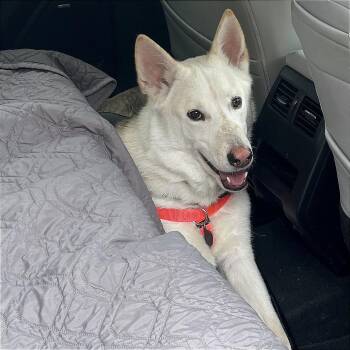 Husky and German Shepherd Dog Dogs Available for Adoption - Luffy | PetCurious