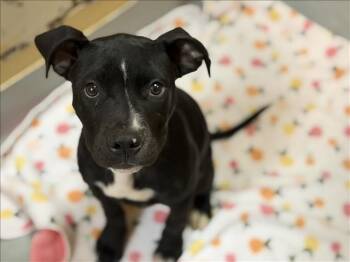 Pit Bull Terrier and Mixed Breed Dogs Available for Adoption in Tulsa, Oklahoma - DERBY | PetCurious