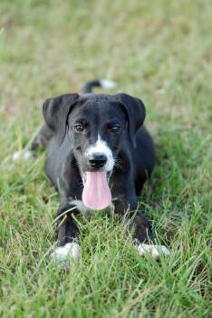 Wally -  Labrador Retriever and Border Collie Dog for Adoption in Madisonville, Texas - Wally | PetCurious